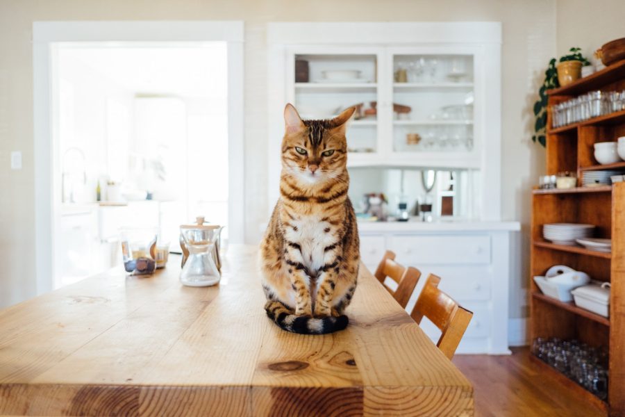 Cat sat on table