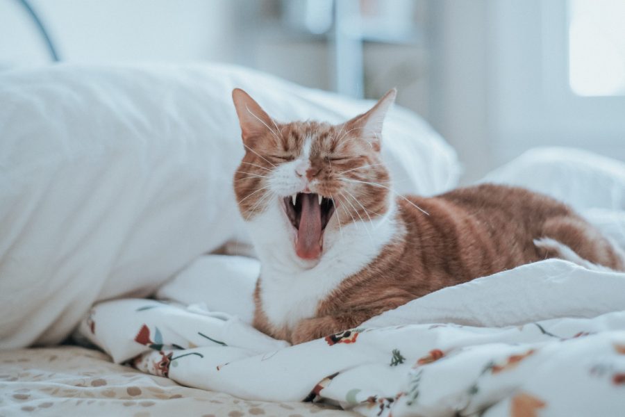 Yawning cat