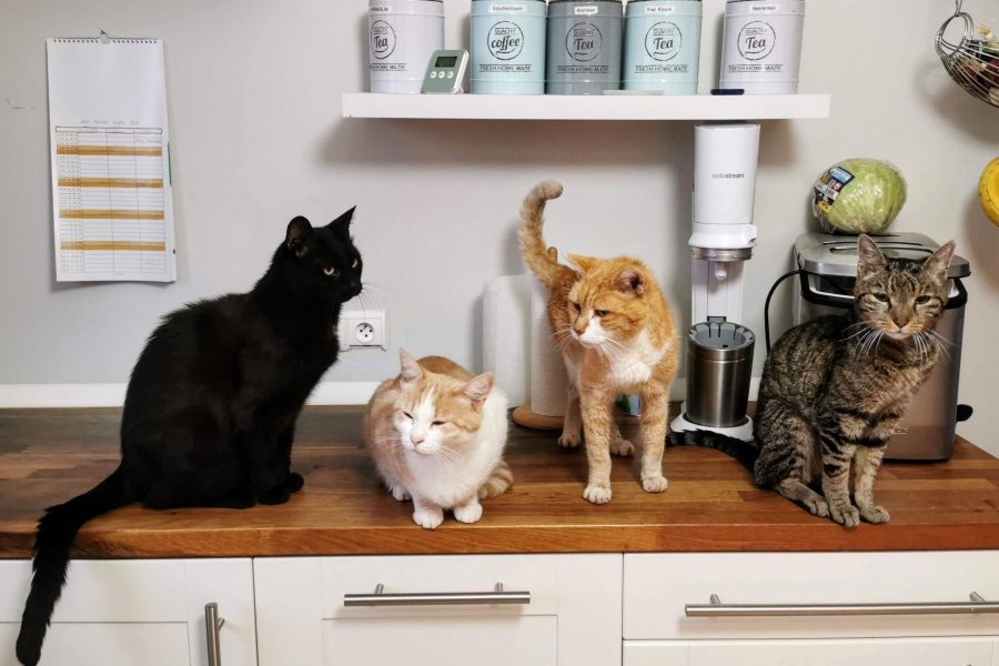 Three cats on a table