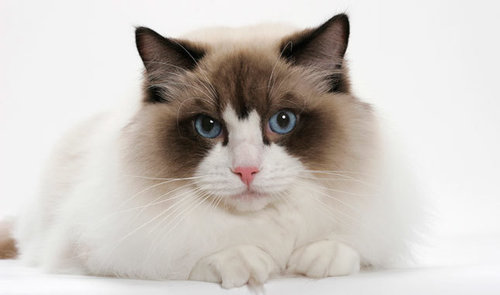 Ragdoll