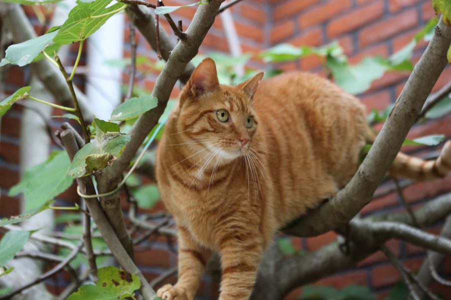 Cat in tree