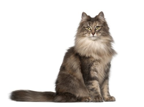 Ma dai! 39+ Fatti su Maine Coon Norwegian Forest Cat Mix For Sale! Test ...