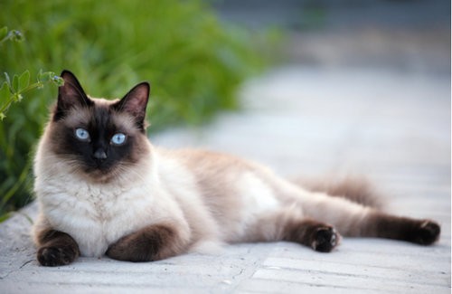 Siamese