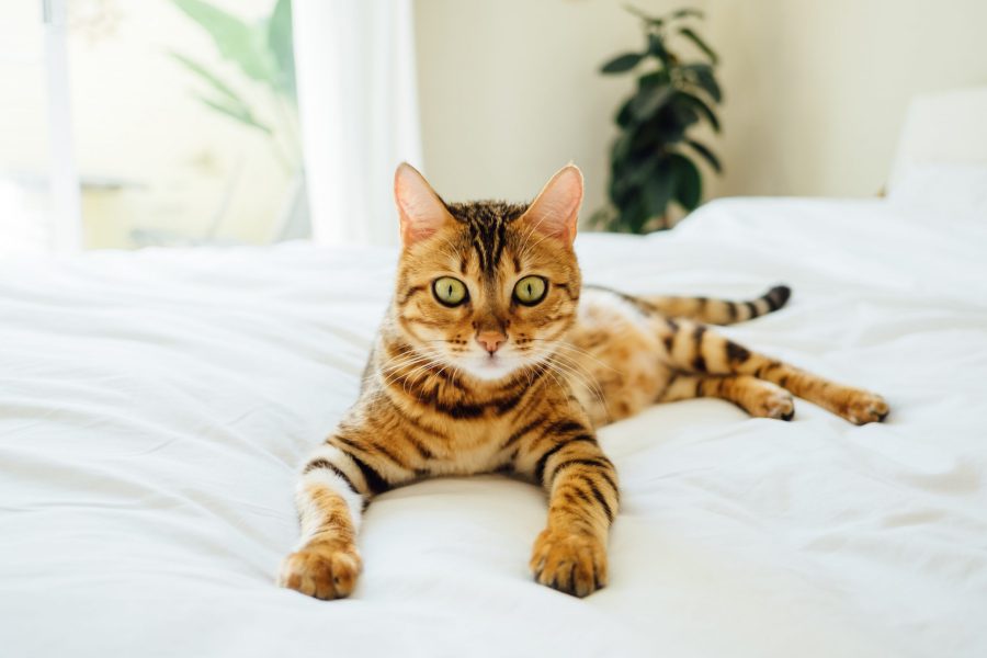 Cat on bed