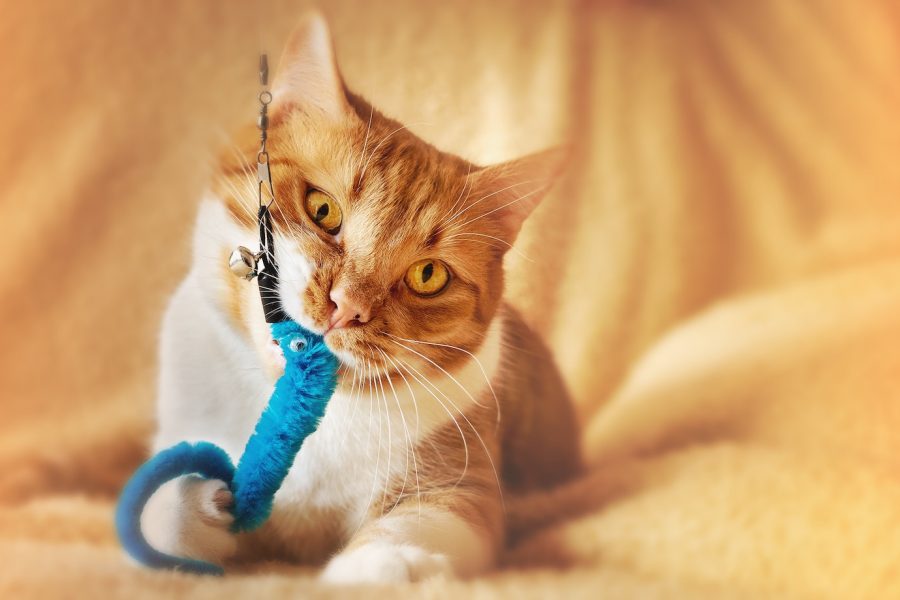 Cat playing on bed