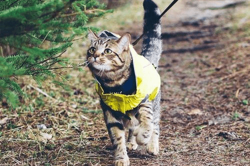 Hiking with a cat