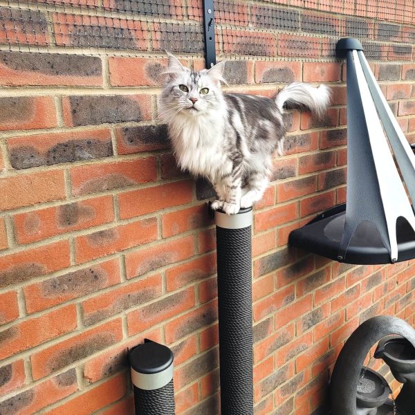 Outdoor Cat Scratching Post