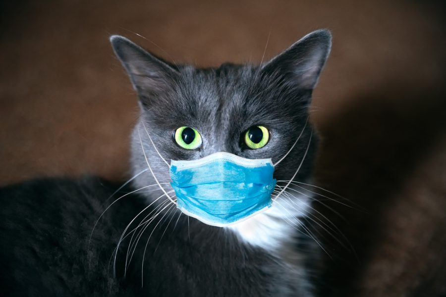 cat with a human face mask