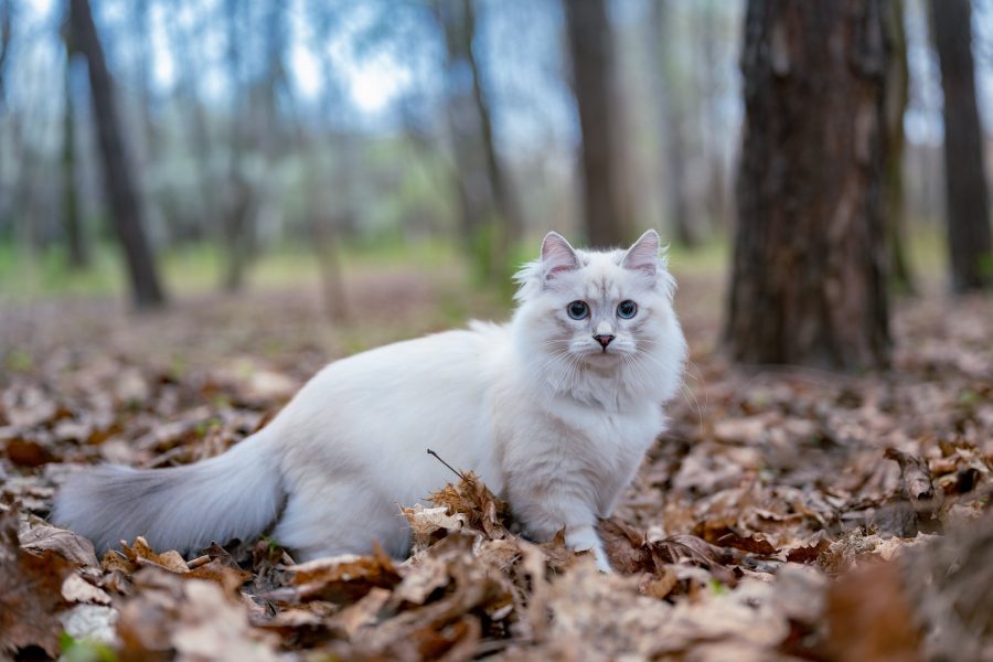 White cat