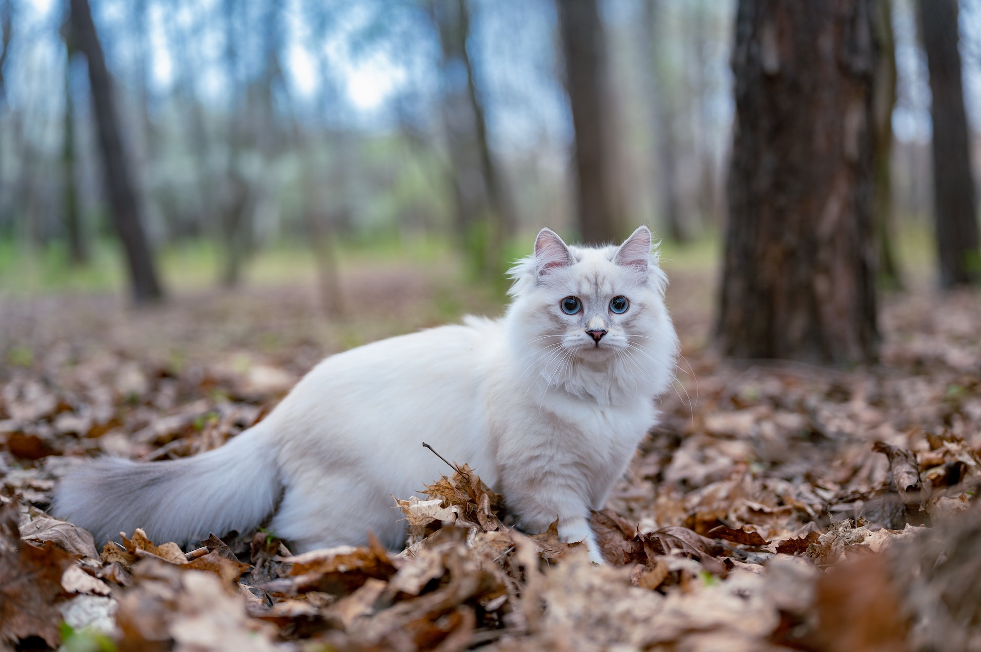 A Beginner's Guide to the Norwegian Forest Cat   Catipilla