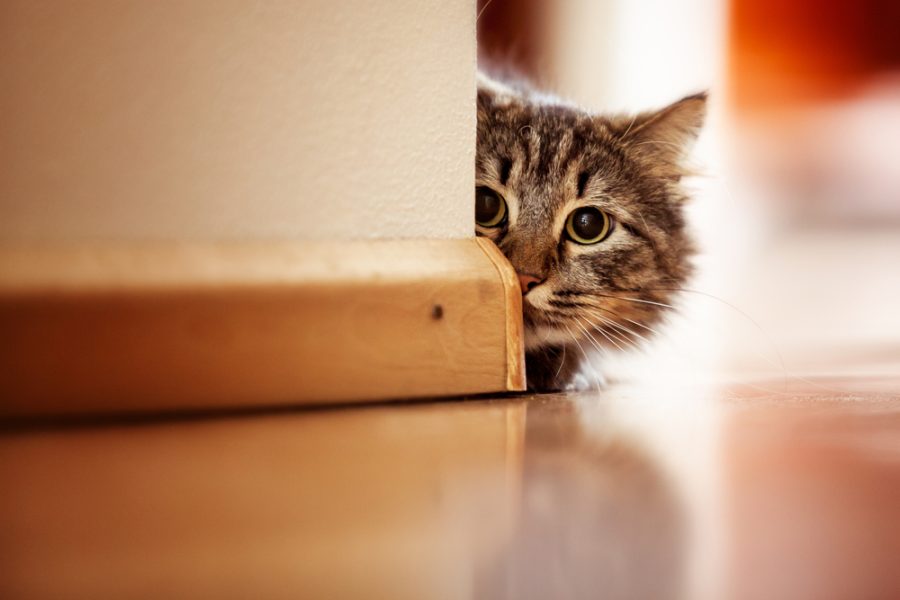 shy indoor cat hiding behind a wall