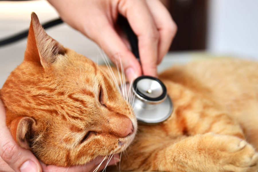 vet examining a cat