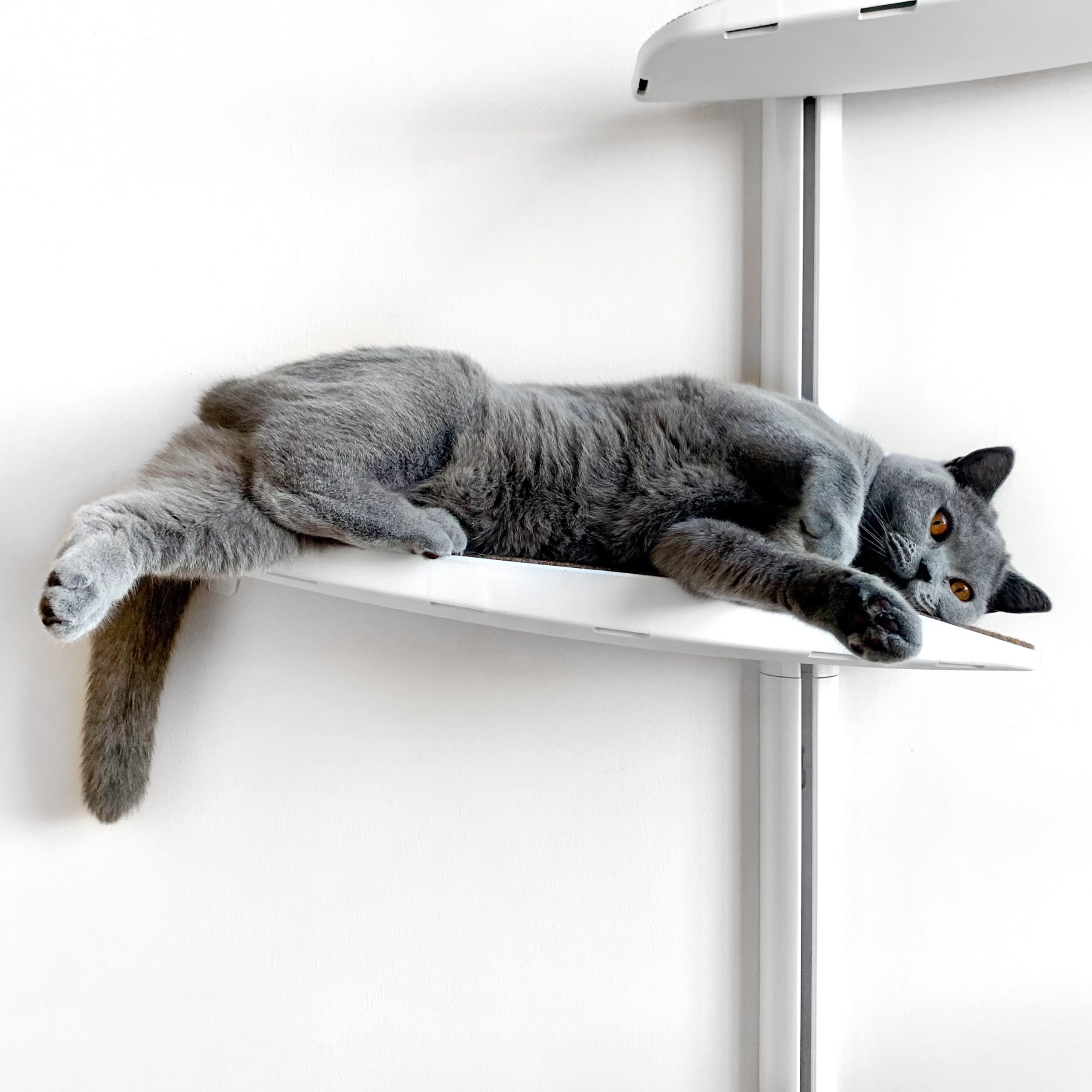 Cat Shelf For Wall