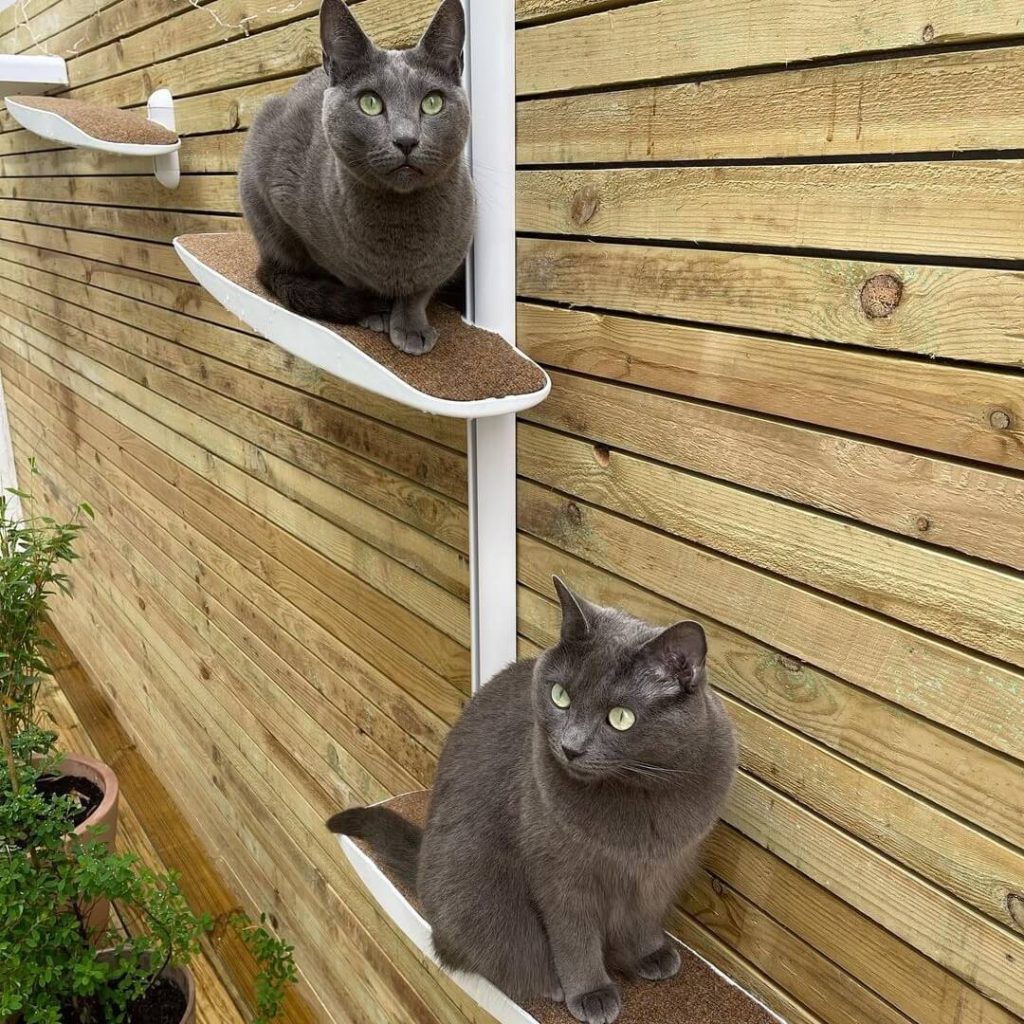 Cat Wall Outdoor