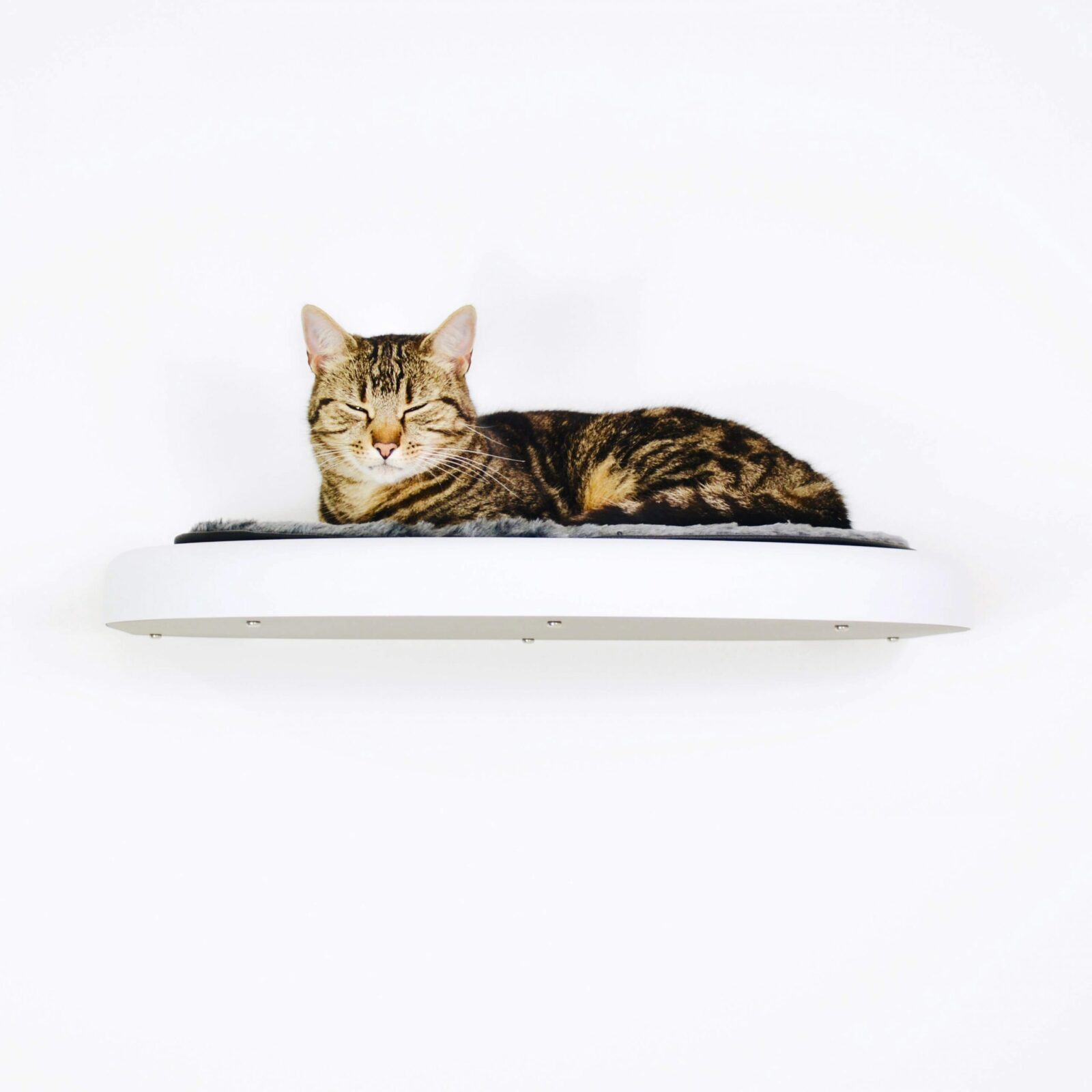 Cat Shelf UK