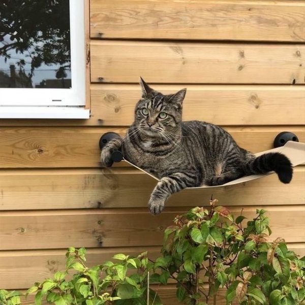 Cat Outdoor Hammock