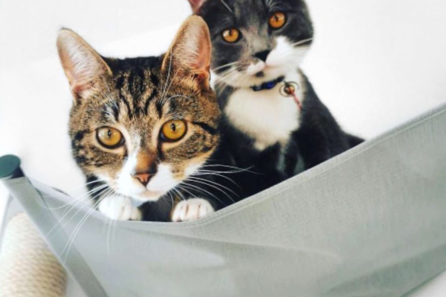 Cat Hammock Wall
