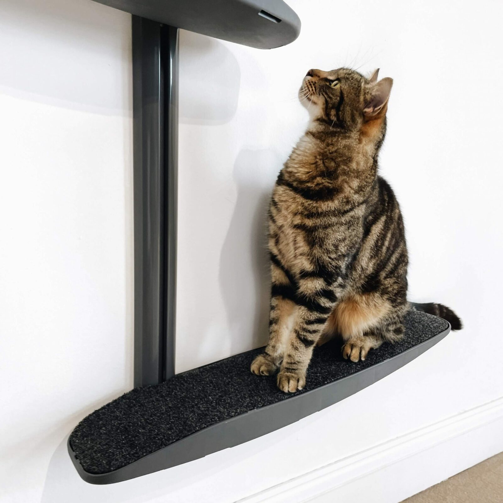 Cat Steps For Wall