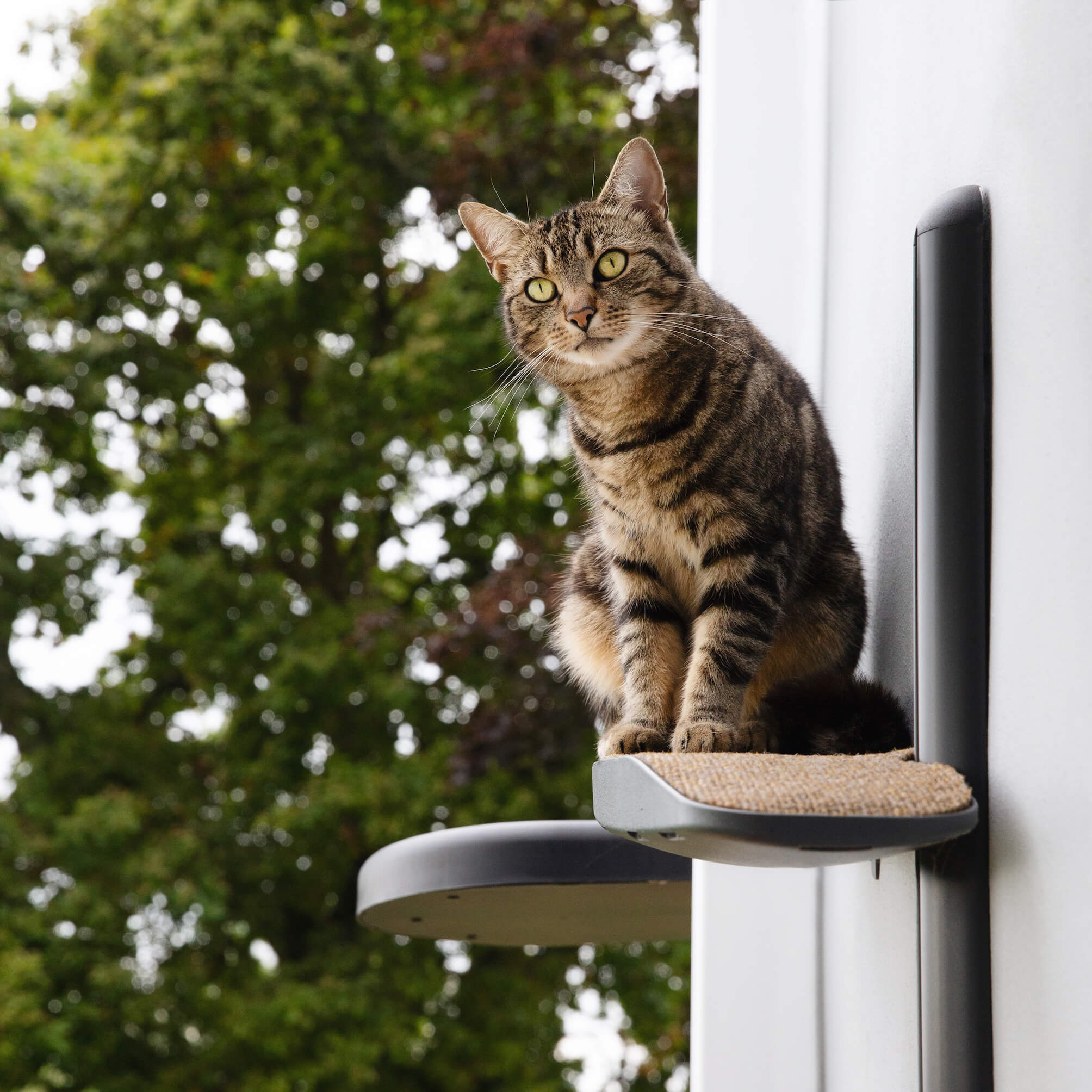 Outdoor Cat Tree On Wall