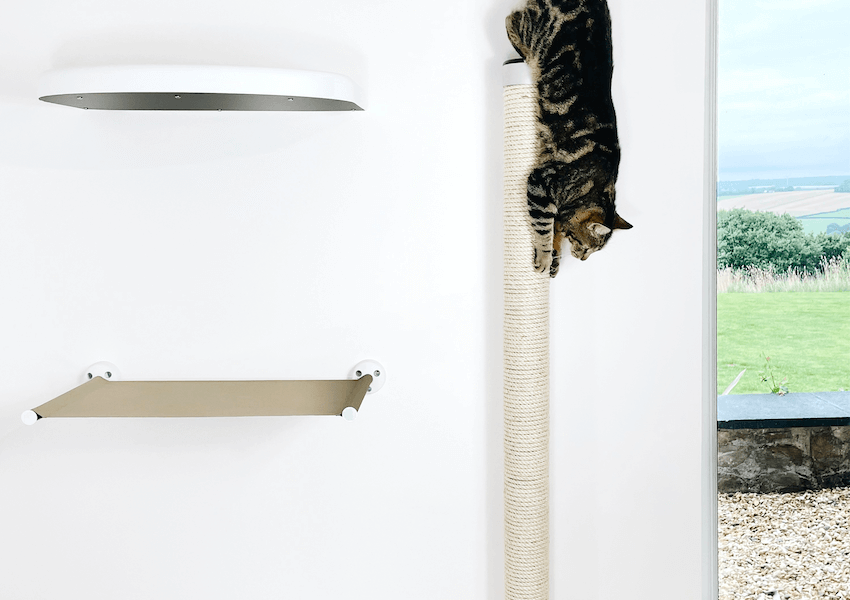 Cat Climbing Pole