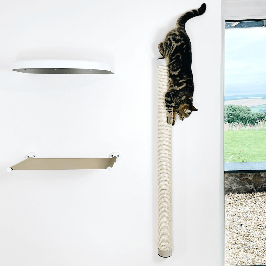 Cat Climbing Pole