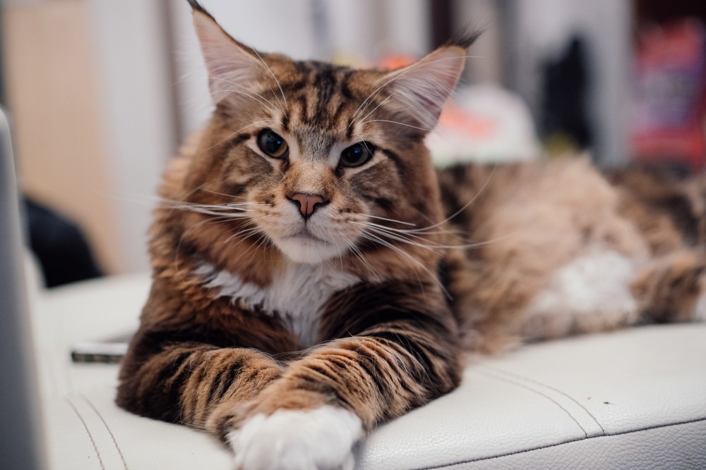 A Beginner's Guide to the Maine Coon Catipilla