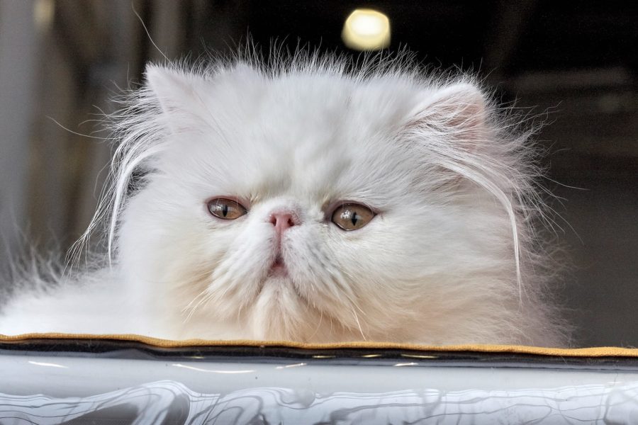 Persian cat