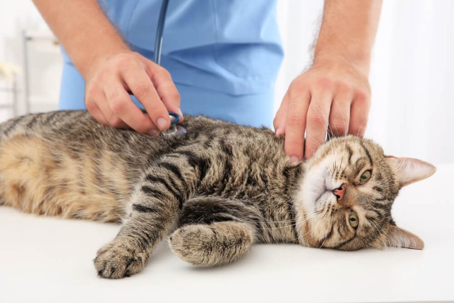 Signs of Poisoning in Cats