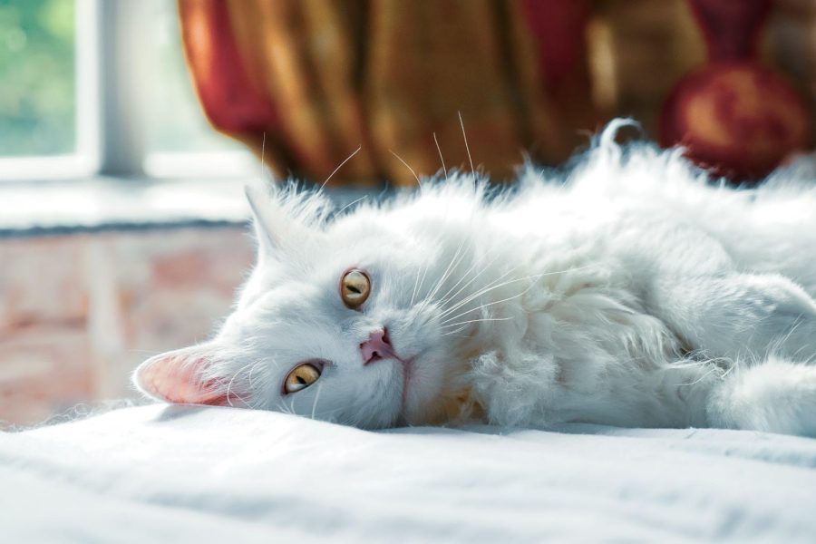 signs of seizures in cats