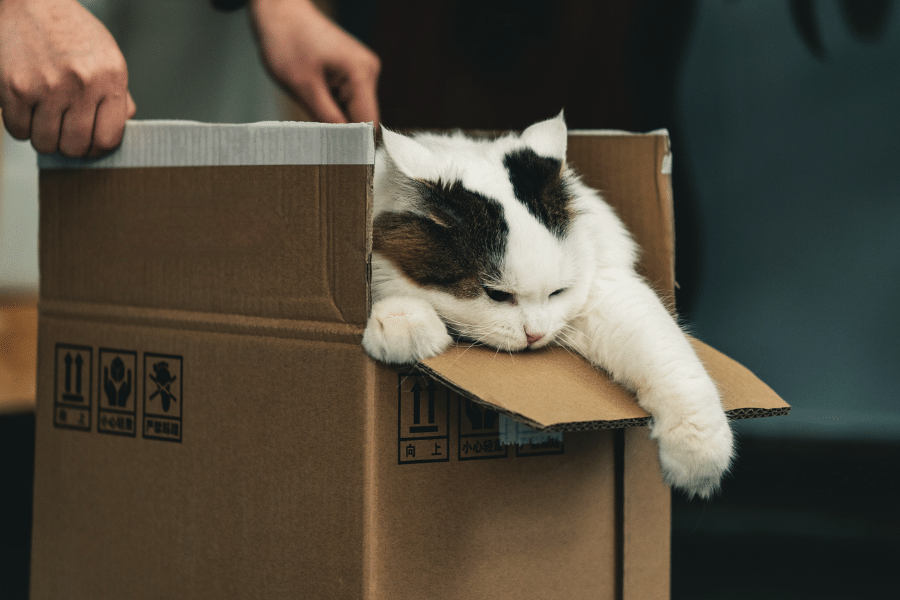 Cat in box