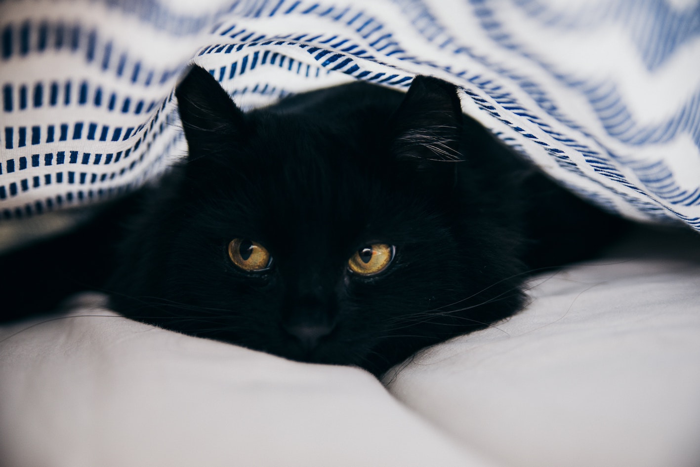 Why do cats eyes glow in the dark catipilla