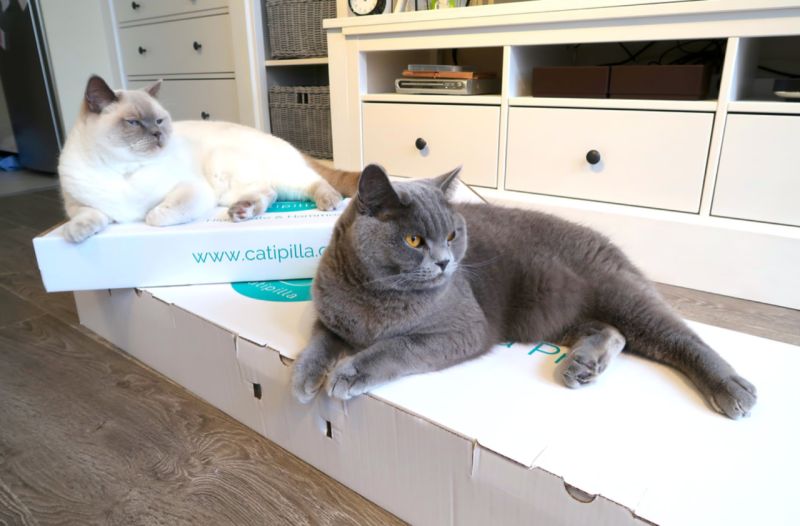Two cats on boxes