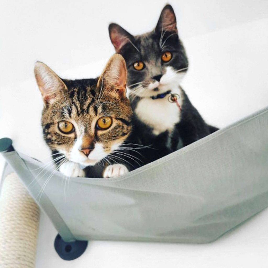 Cat Hammock On Wall