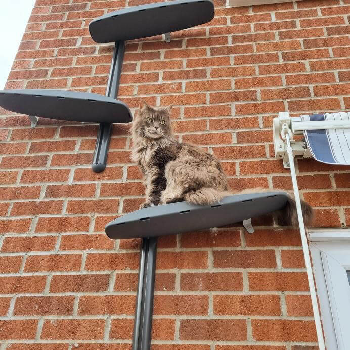 Outdoor Wall-Mounted Cat Tree