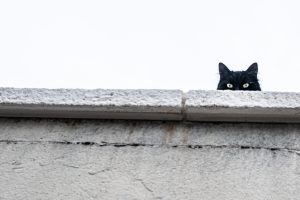 Cat behind wall