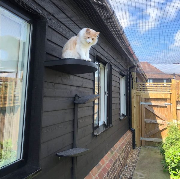 Outdoor Cat Tree Wall