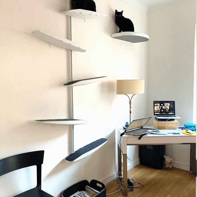 Cat Climbing Wall