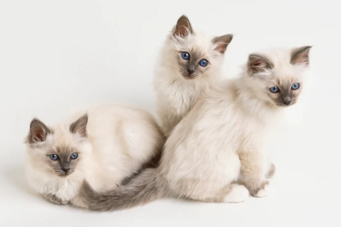 Birman Cats