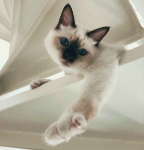 Birman Cat Guide