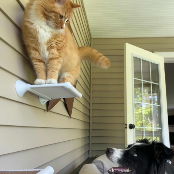 Cat Walkway On Wall