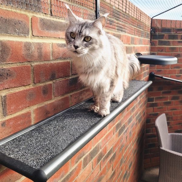 Wall-Mounted CatWalk - Image 4