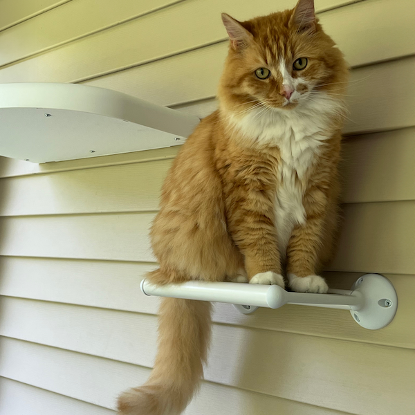 Outdoor Cat Walkway