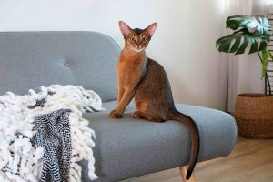 Abyssinian Cat