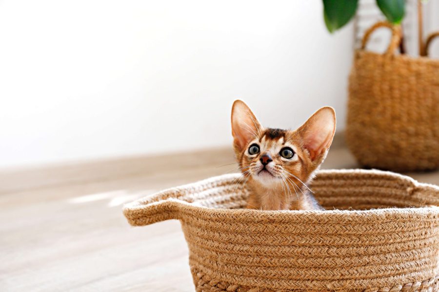 Abyssinian Kitten