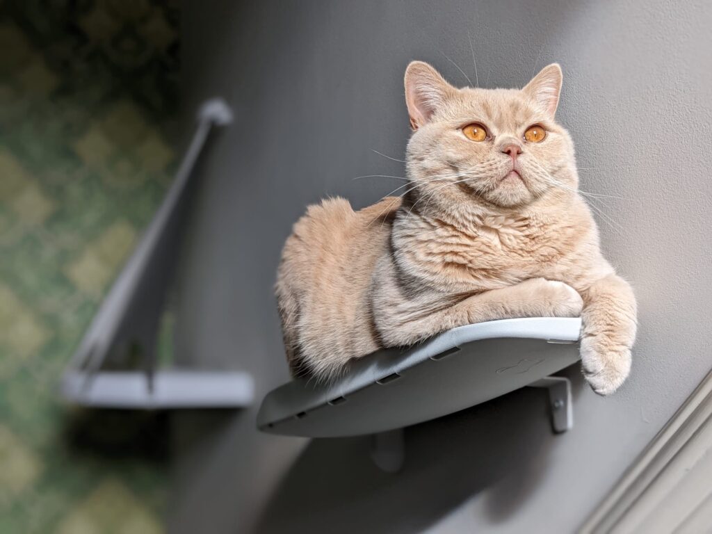 Cat Furniture On Wall